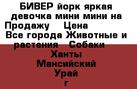 БИВЕР йорк яркая девочка мини мини на Продажу! › Цена ­ 45 000 - Все города Животные и растения » Собаки   . Ханты-Мансийский,Урай г.